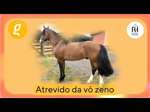 ATREVIDO DA VÔ ZENO  