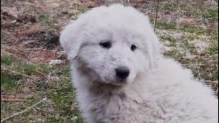 Download the video "a dogs life"