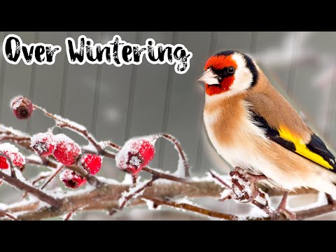 Keeping Birds ACTIVE & HEALTHY Through Winter