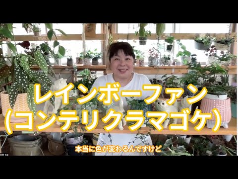 園芸 レインボーサボテン