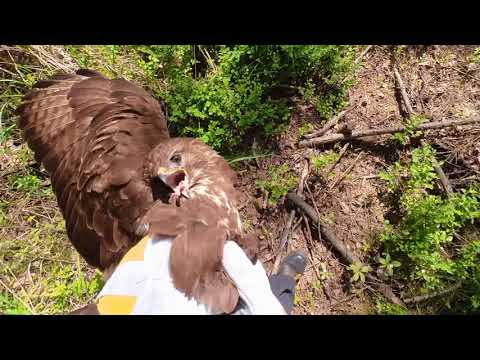 Na ratunek myszołowowi z przetrąconym skrzydełkiem