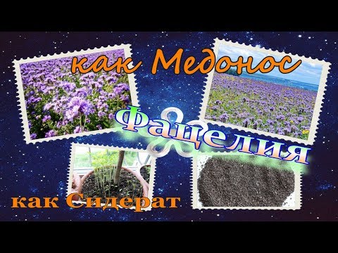 Купить Семена Фацелии В Интернет Магазине Недорого Купить Семена Фацелии В Интернет Магазине Недорого