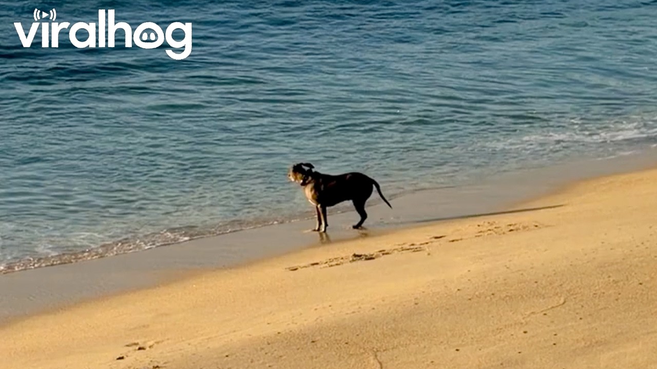 Akiles the Dog Enjoying the Waves || ViralHog