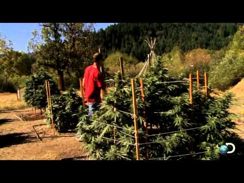 Santa Loves Weed Growers | Weed Country