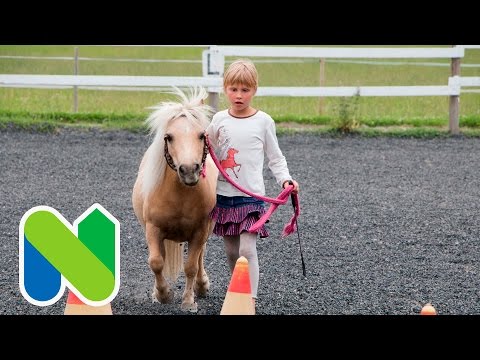 Nastolan alue - Uusikylä-Metsäkylä, Ponitaivas