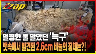 [세가지 뉴스] 무사귀환인 줄 알았던 '늑구' 뱃속에서 발견된 이것의 정체는?!