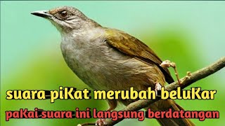 Download lagu SUARA PIKAT BURUNG MERBAH BELUKAR mp3