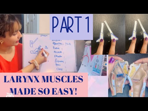 Larynx Muscles, Cavity, Folds Made Super Easy! PART 1