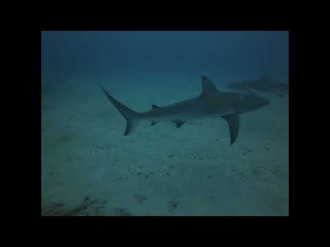 Caribbean Reef Sharks at Tunnels