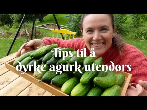 , title : 'Tips til å dyrke agurk utendørs'