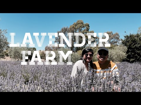 Lavandula Swiss Italian Farm | Places to Visit in Victoria