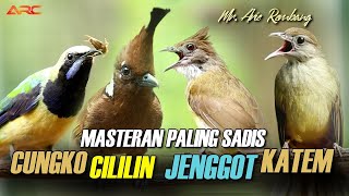 MASTERAN KOMBINASI CUCAK JENGGOT - CUNGKO -KAPAS TEMBAK - CILILIN