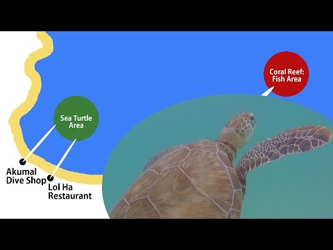 Akumal Free Snorkeling + Map to find Sea Turtles and Coral Reef
