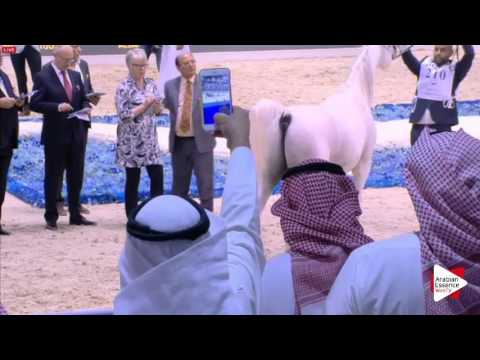N.210 KHALED AL HAMAD - Dubai 2016 - Stallions 4-6 years old (Class 12)