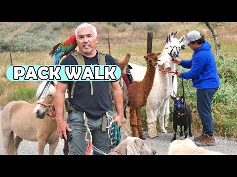 How Ten Different Animal Species All Walk Together