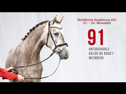 Hauptkörung 2021 Reitpferdehengste Kat-Nr. 91  Untouchable - Balou du Rouet - Weinberg