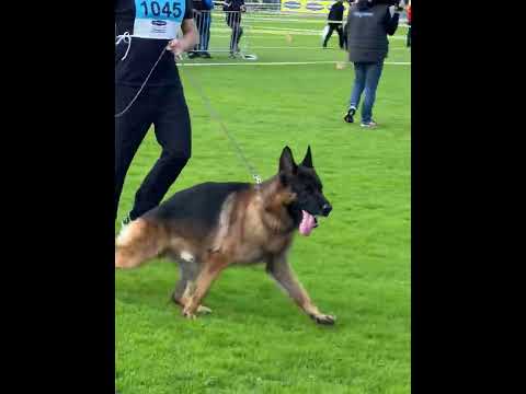 V3 Naldo von Vierhundert Hertz - BSZS 2022 Nurnberg - Stand