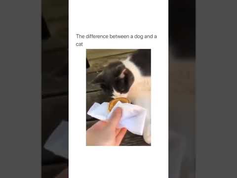 The difference between cat and dog