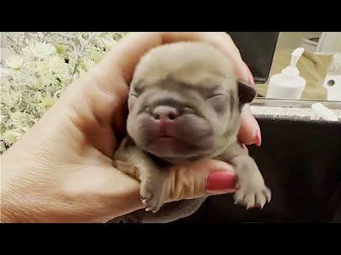 Heartbroken, Rescue Poor Puppy Was Abandoned Before Opening His Eyes