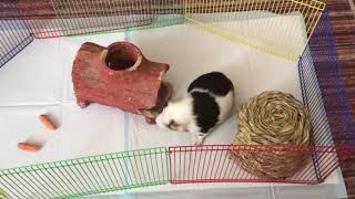 How to set up a guinea pig play-pen