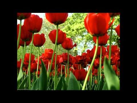 Lojze Slak Rdeci tulipan