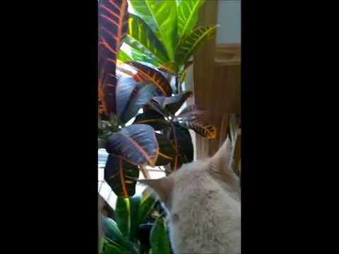 How to Catch a Mouse with Merlin the Cat