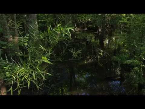 Serene Scene Florida Swamp Lake Monroe Park Trailhead