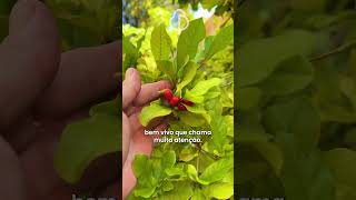 V&iacute;deo do produto