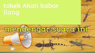 Download lagu Suara pengusir cicak,kecoa,tikus tokek .100 % cicak mumeut Dan pergi.Buktikan mp3 Download lagu Suara pengusir cicak,kecoa,tikus tokek .100 % cicak mumeut Dan pergi.Buktikan mp3