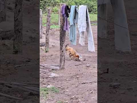 galinha proteje os filhotes