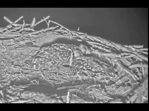 Chick #3 is a snuggler! And #2 doesn't seem to mind. (6/24/19)