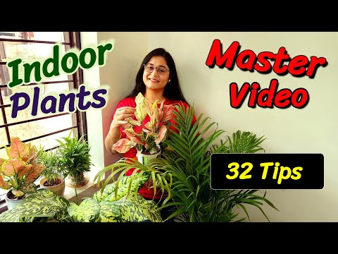 🔴INDOOR PLANTS-COMPLETE CARE GUIDE AND TIPS / GIVEAWAY CONTEST इंडोर प्लांट #indoorplants #gardening