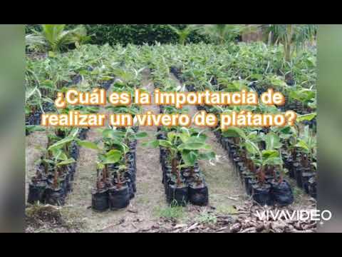 Elaboración de vivero de plátano
