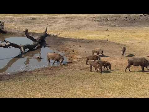 Djuma: Warthog group of two adults and five teens - 14:40 - 09/16/19