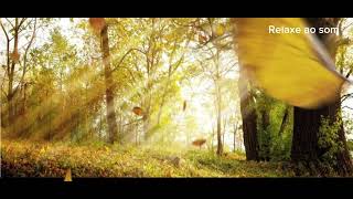 Alivia a Dor e Deixa a Alma em Paz 