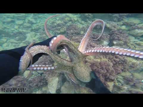 Watch How Hunting Octopus Underwater (Amazing Video) - Pesca Submarina - Chasse sous Marine 2020