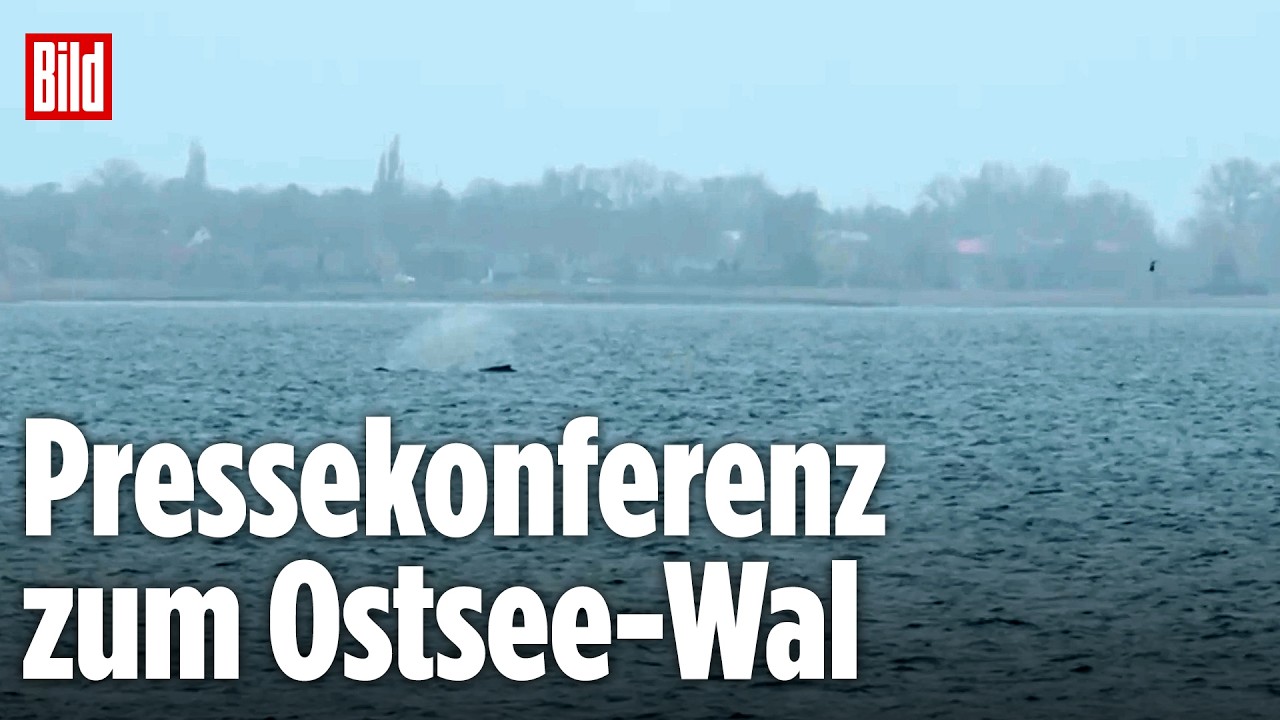 🔴 Wal-Drama in der Ostsee: Experten informieren zur neuen Rettungsmission