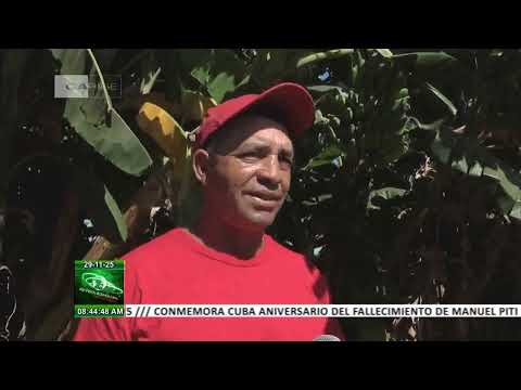 Cuba: Acopio en comercialización agrícola en Isla de la Juventud
