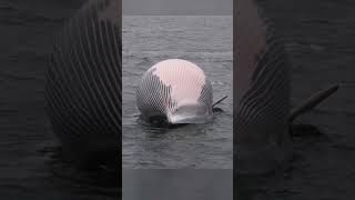 A Man Dancing On Dead Whale 🐋 #shorts