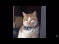 Cat After Dentist But It S THX Sound
