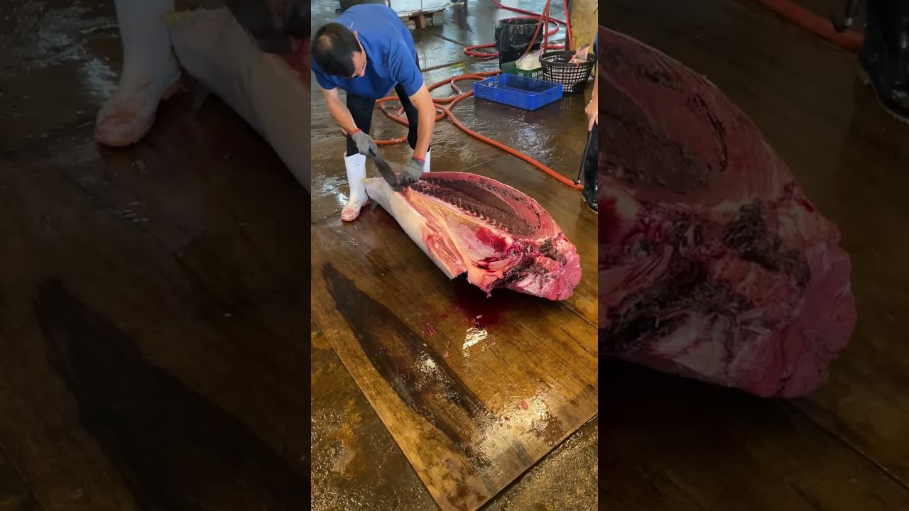 Use your sharpest knife to cut through the tough bluefin tuna bones #bluefintuna #seafood