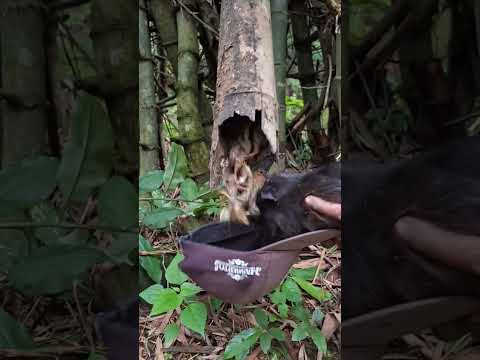 Wow, da sind ja viele Kinder! #nature #viral #shortvideo #trending #viralvideo