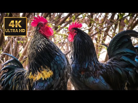 Uncover the Untold Truth of Rooster Crowing - Compilation + Sound Effect
