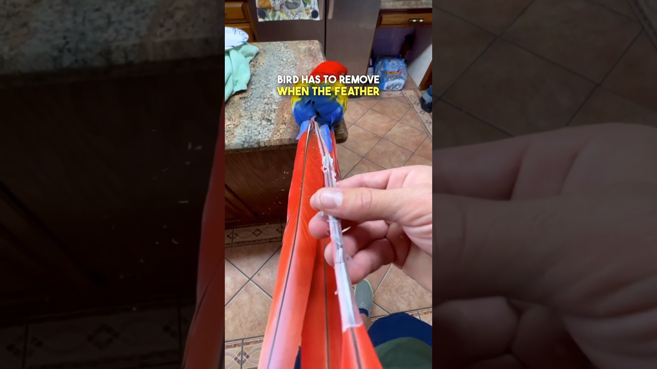 Unboxing a Brand New Parrot 😲