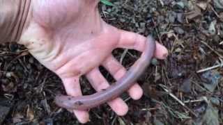 preview picture of video 'Giant African earthworm'