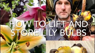 How To Lift And Store Lily Bulbs, How To Store Lillies Over Winter, Get Gardening