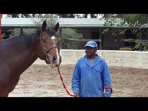 LEGACY'S BOMBADILLO 18 APRIL 2018