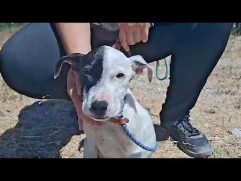 Vídeo de ORION