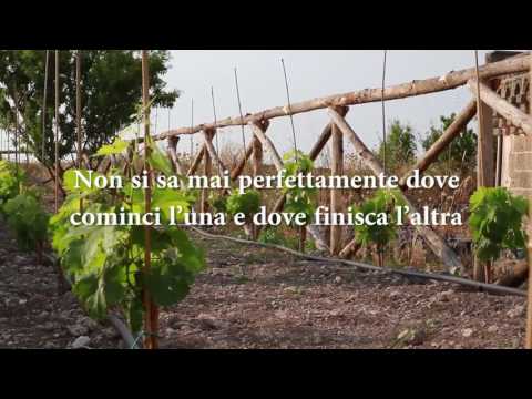 Vigneto sul Castello di Copertino - Giuliano Sangiorgi