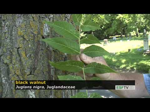 Trees with Don Leopold - black walnut